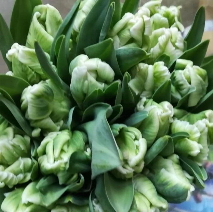 Тюльпаны пионовидные