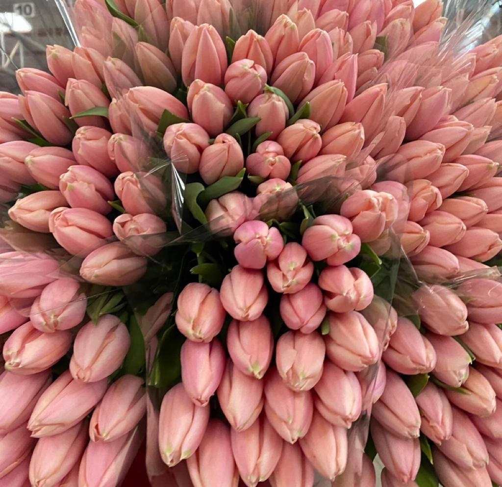 Тюльпаны гладкие предзаказ