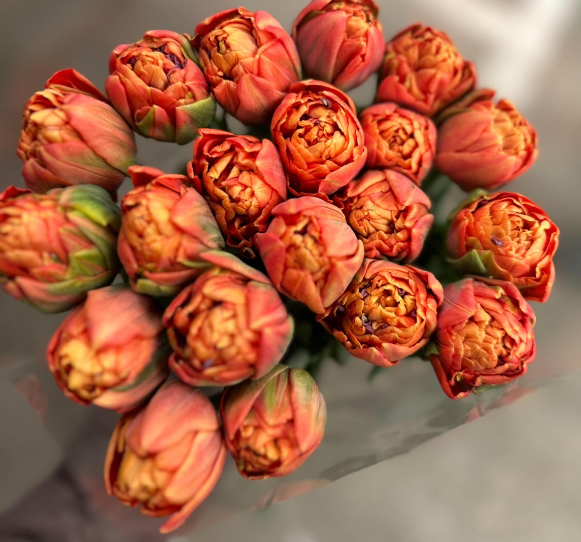 Тюльпаны пионовидные предзаказ