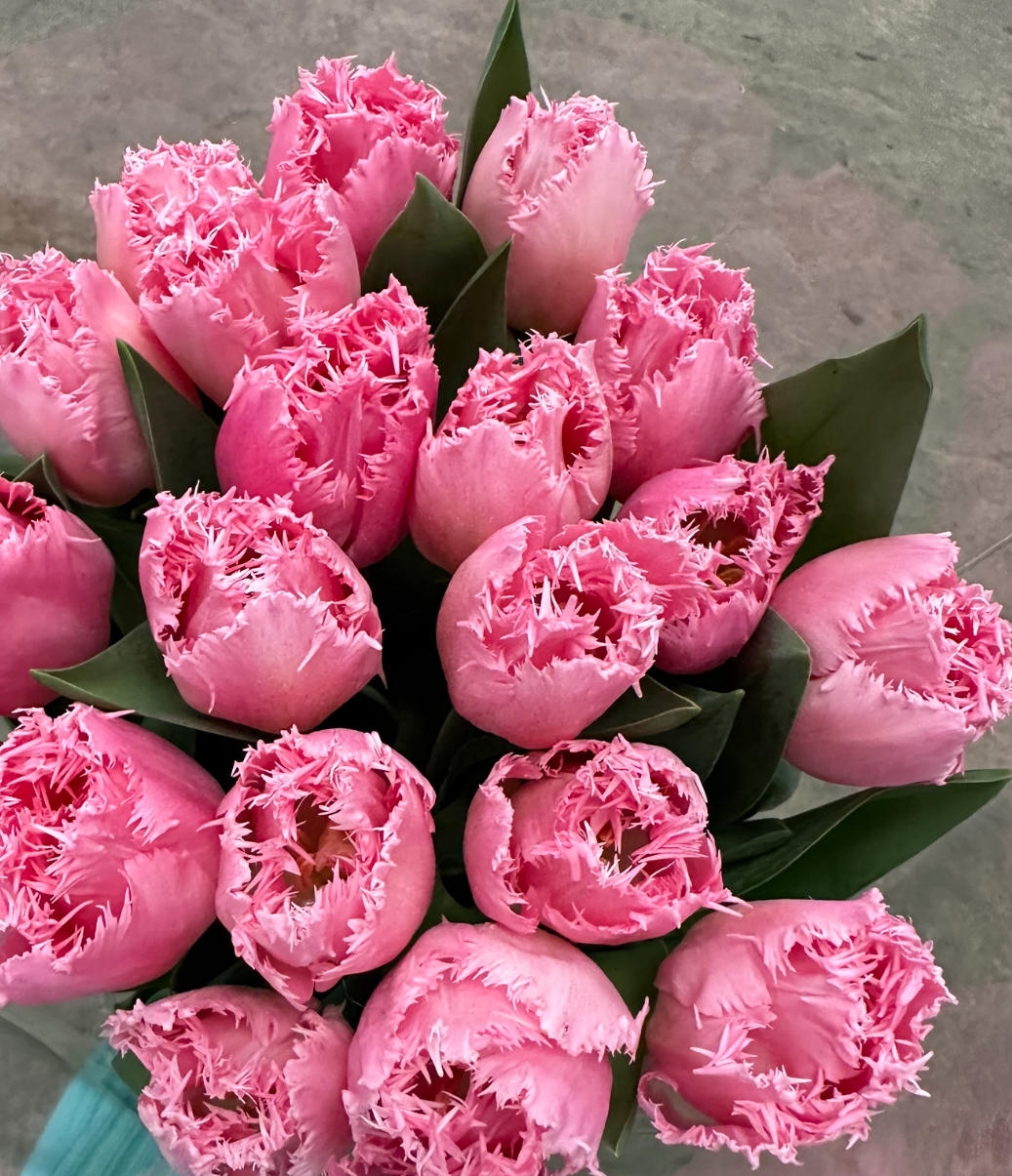 Тюльпаны пионовидные Качарель