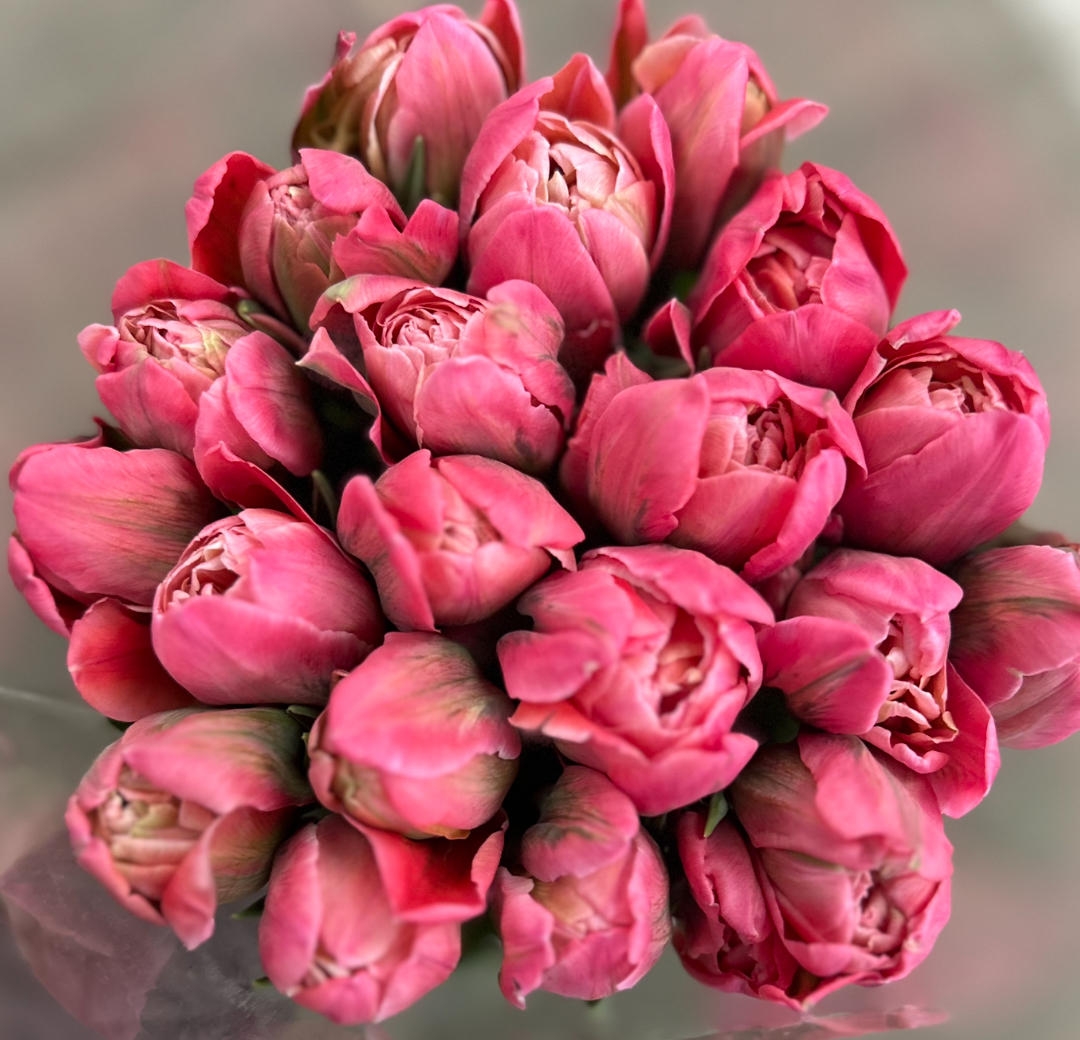 Тюльпаны пионовидные предзаказ