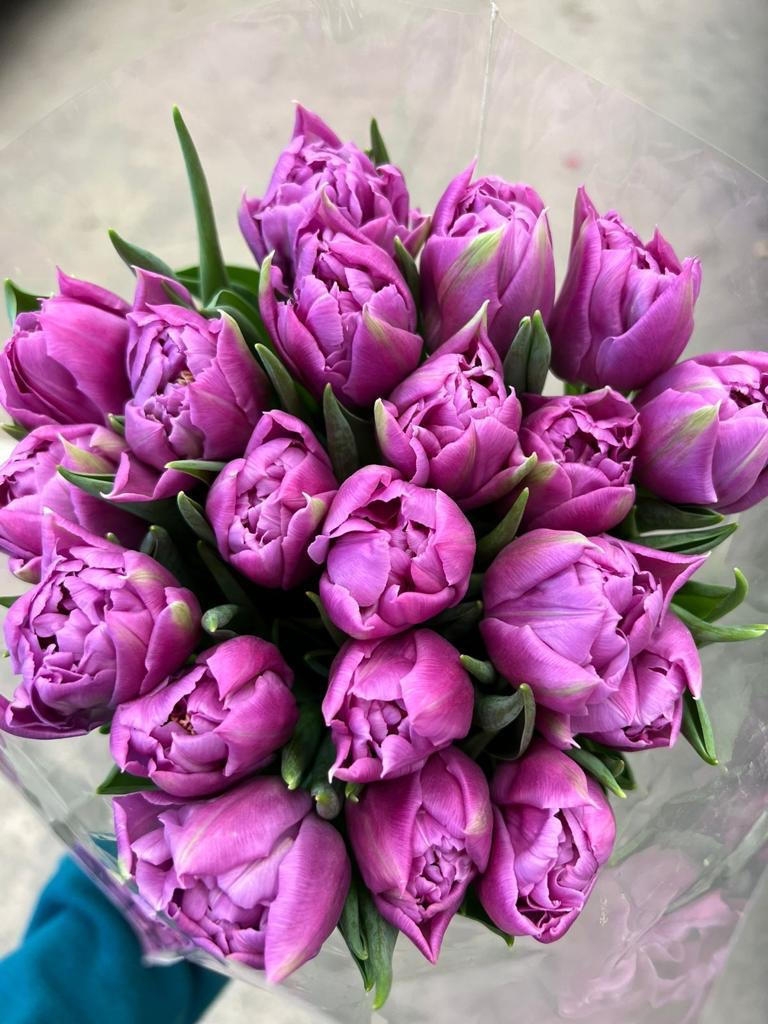 Тюльпаны пионовидные