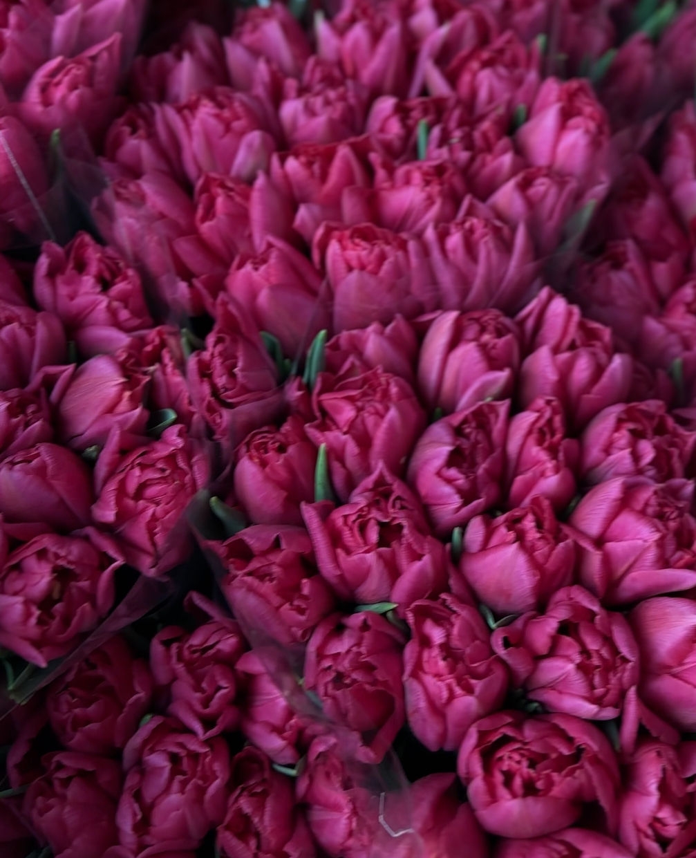 Тюльпаны пионовидные предзаказ