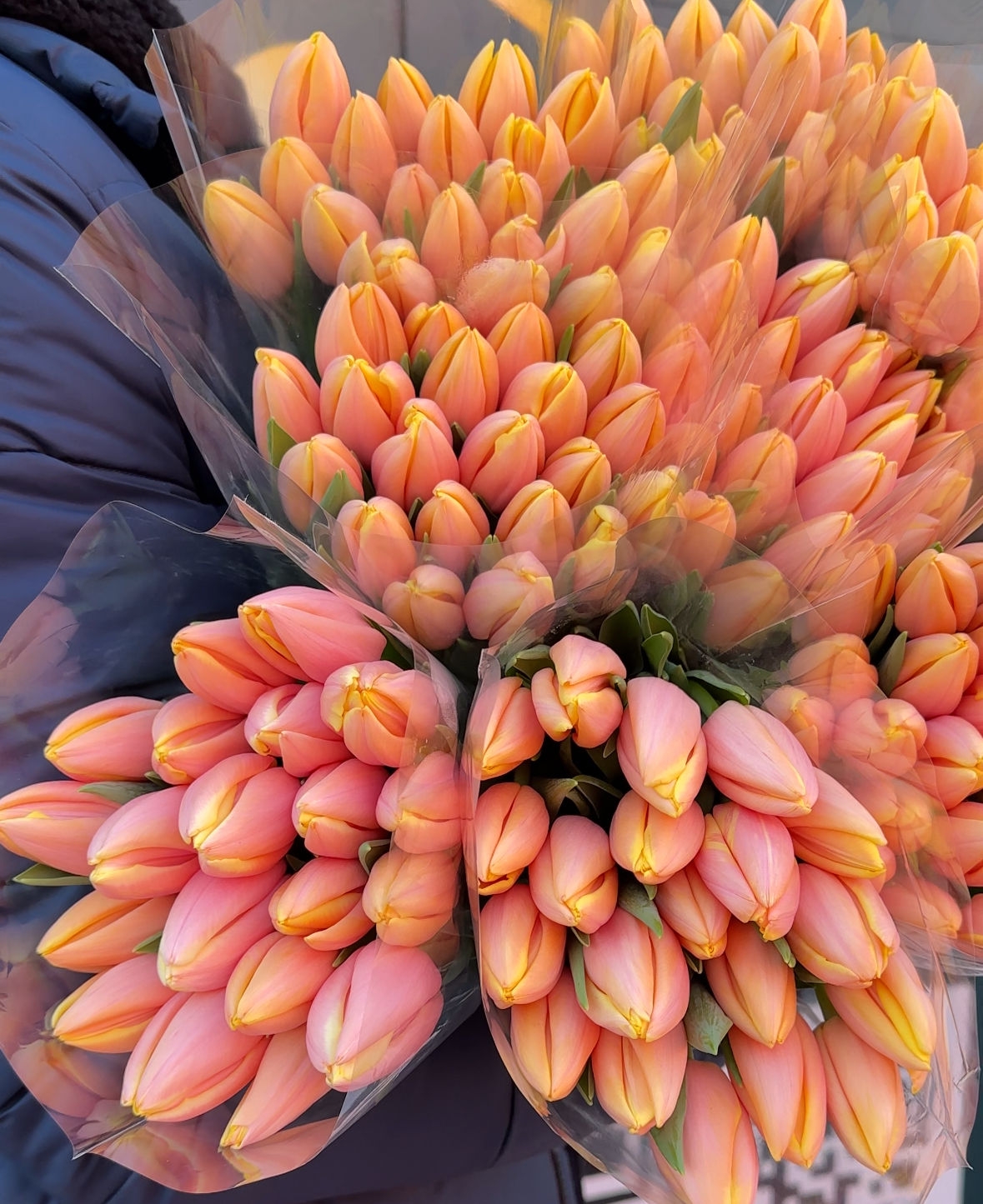 Тюльпаны гладкие