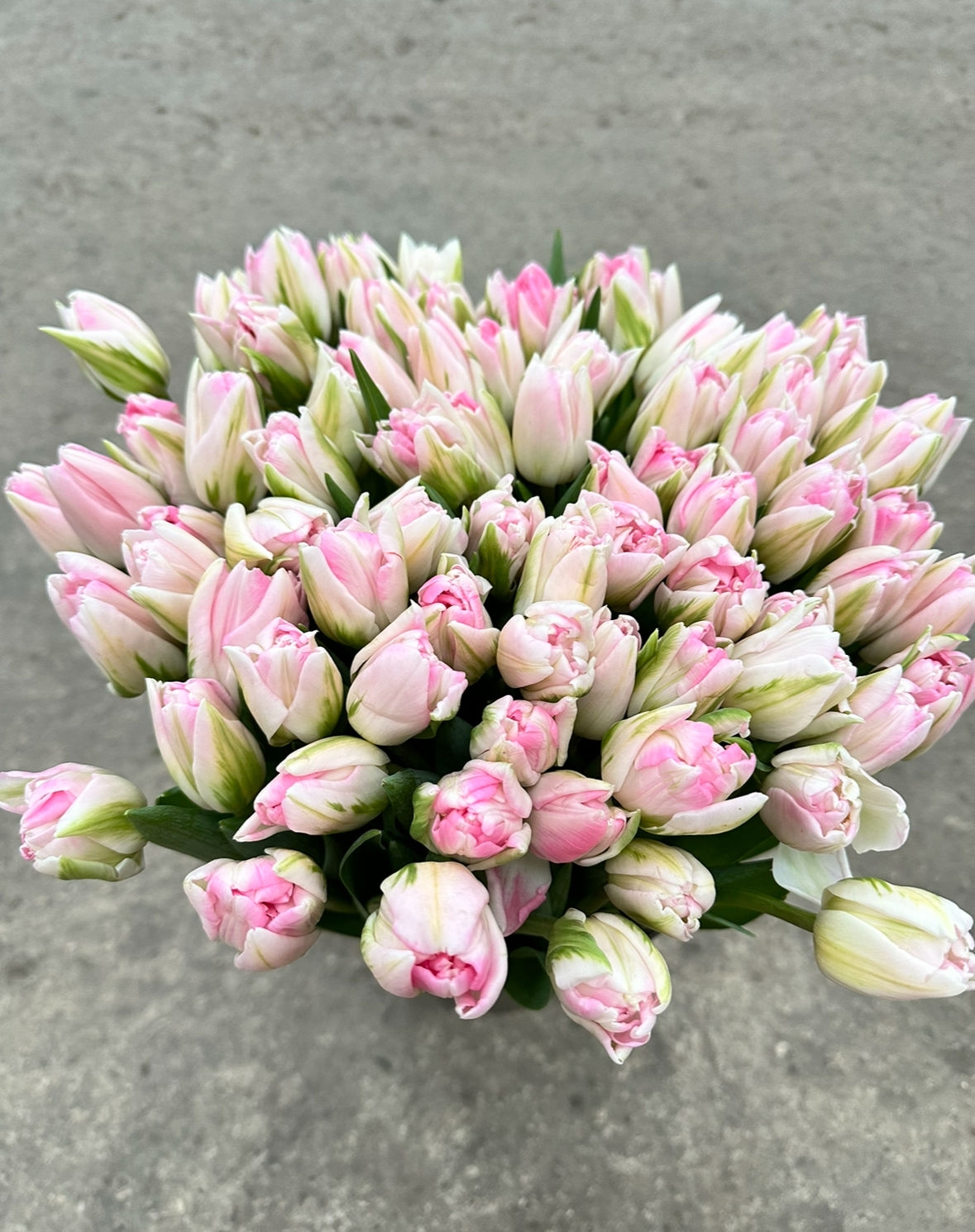 Тюльпаны пионовидные Финола