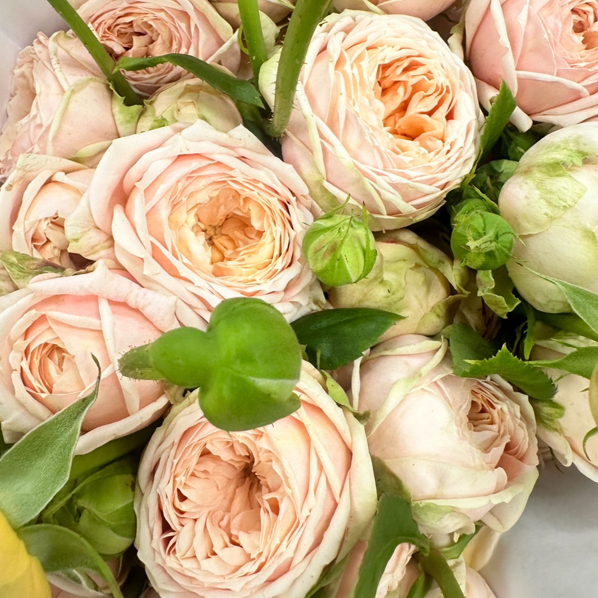 Роза кустовая пионовидная Каталина