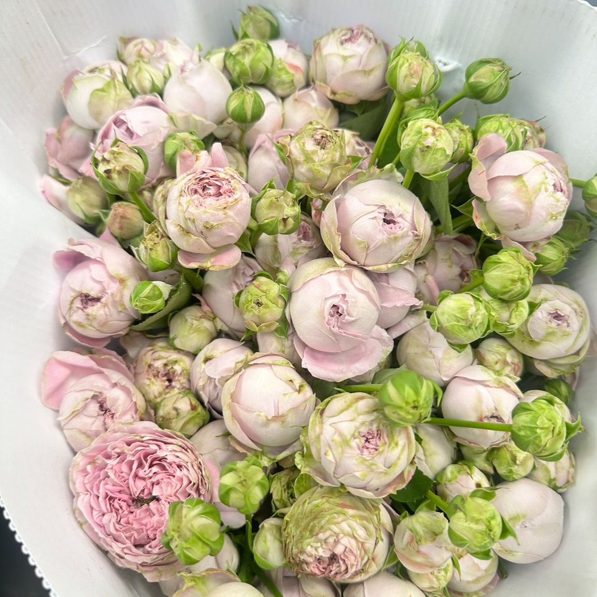 Роза кустовая пионовидная Лавандер Лейс