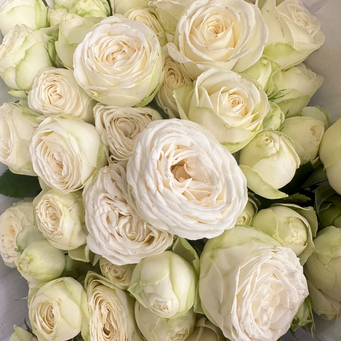 Роза кустовая пионовидная Белая