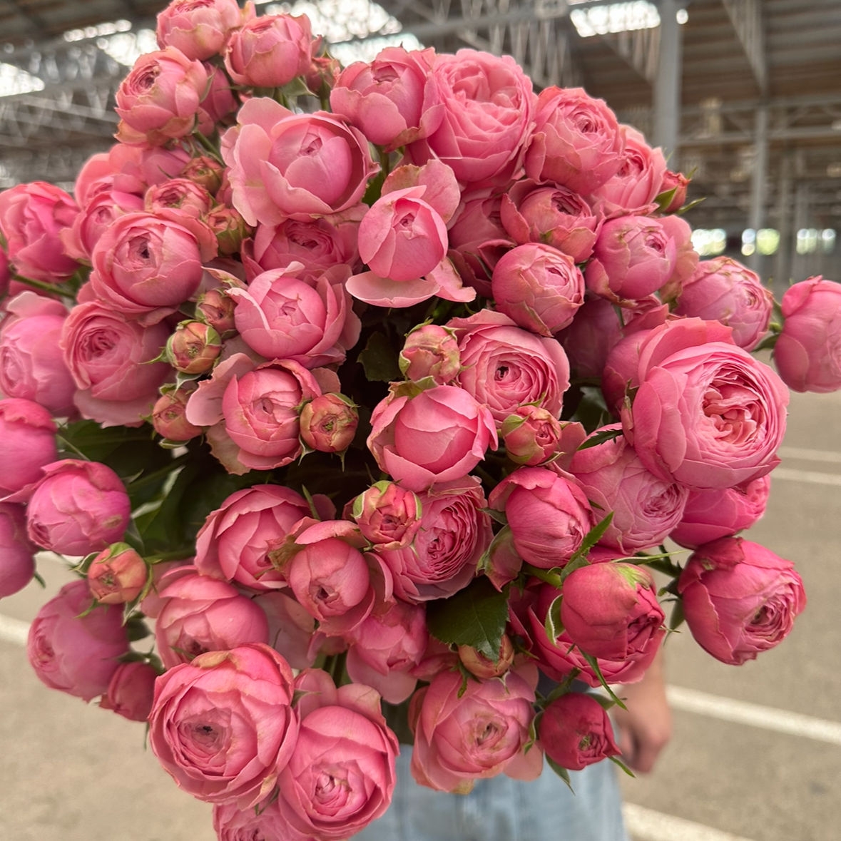 Роза кустовая пионовидная Сильва Пинк