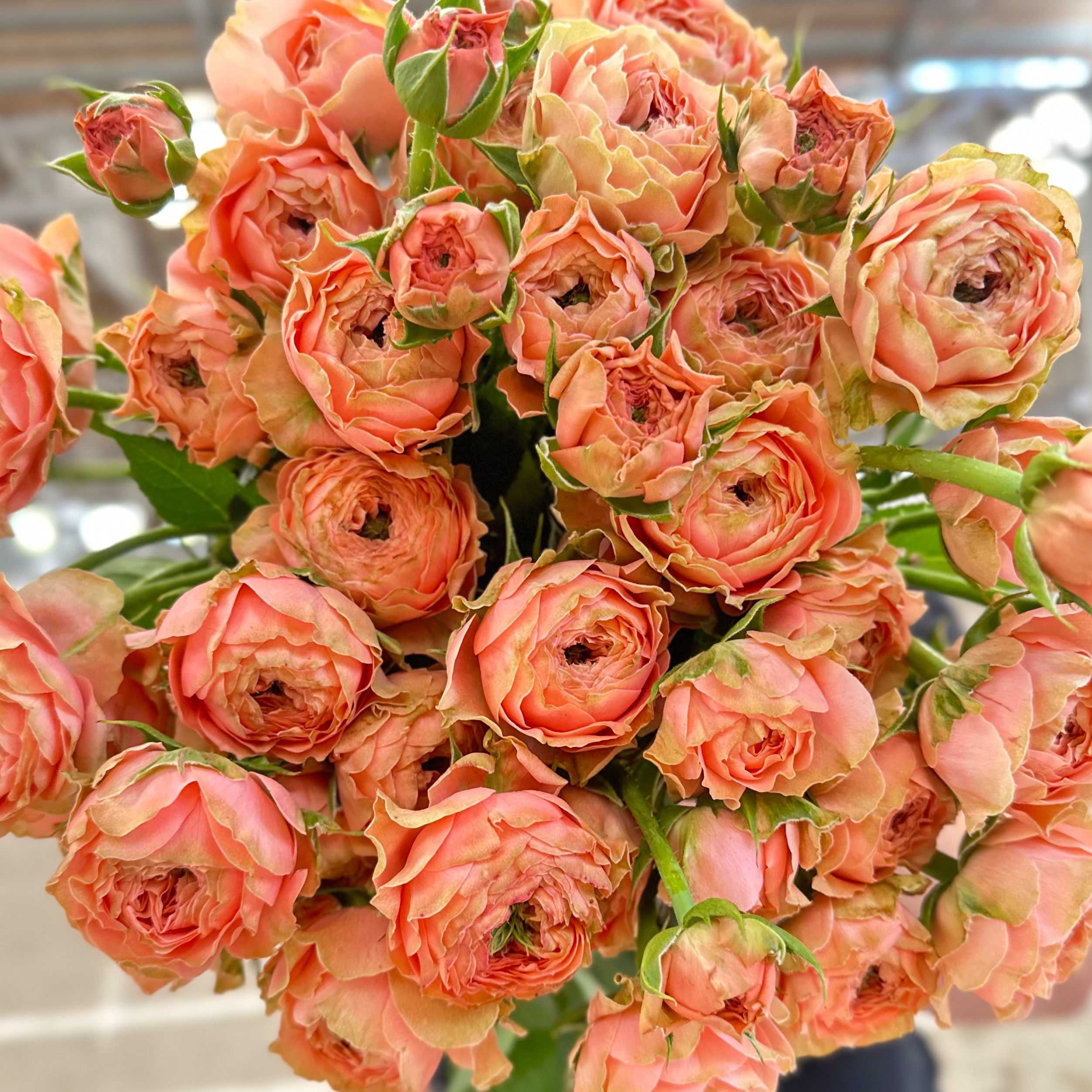 Роза кустовая пионовидная