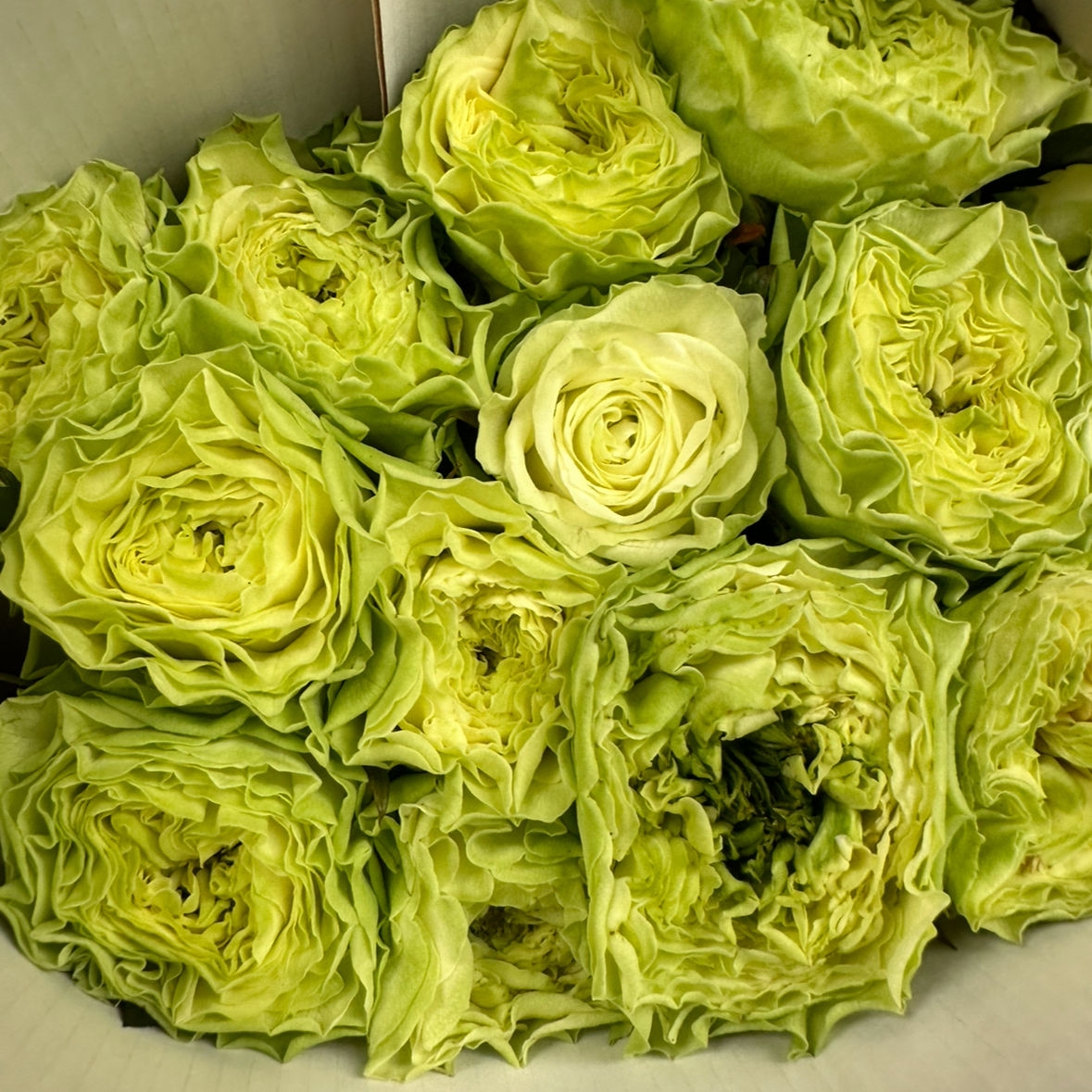 Роза одноголовая пионовидная