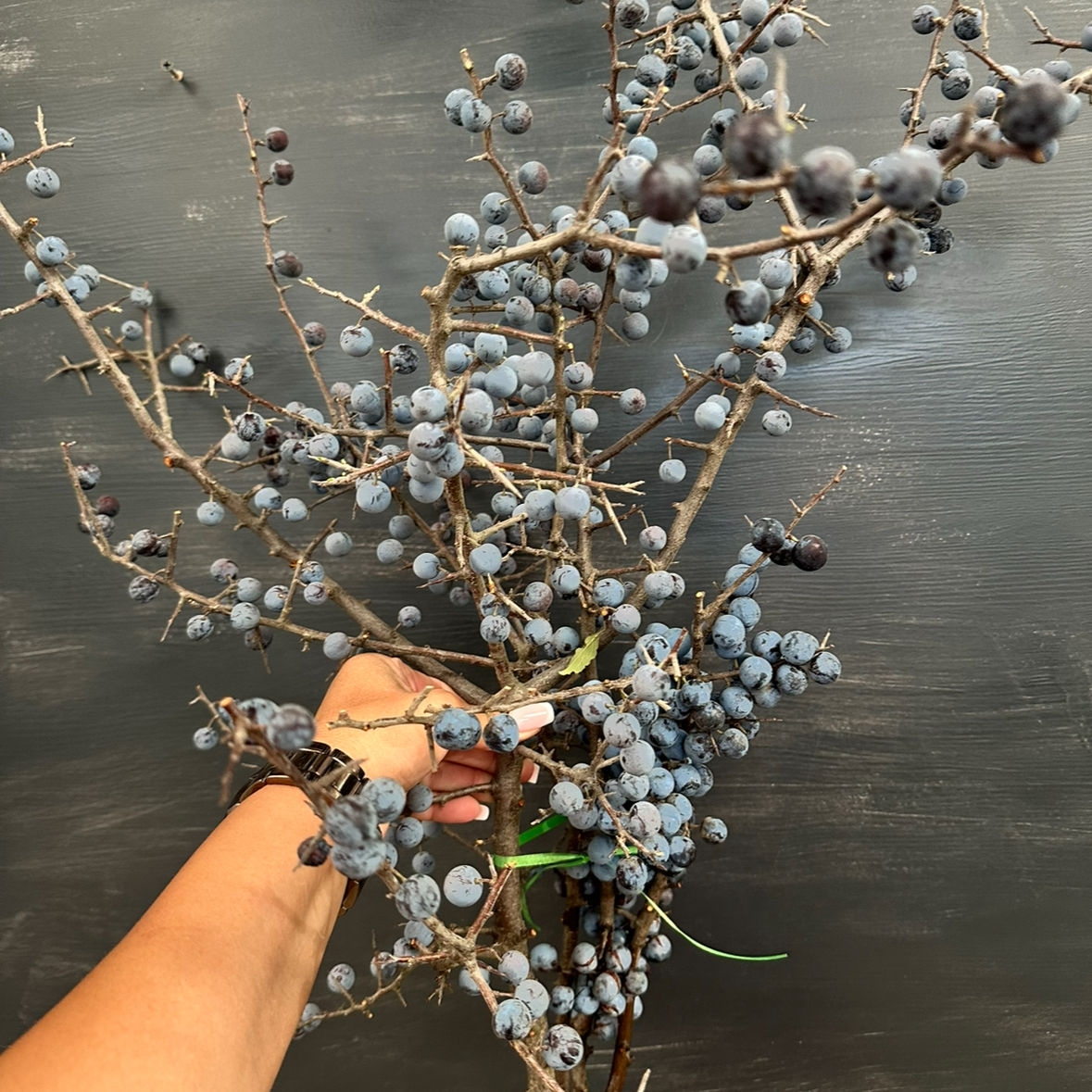 Ветки с синими ягодами