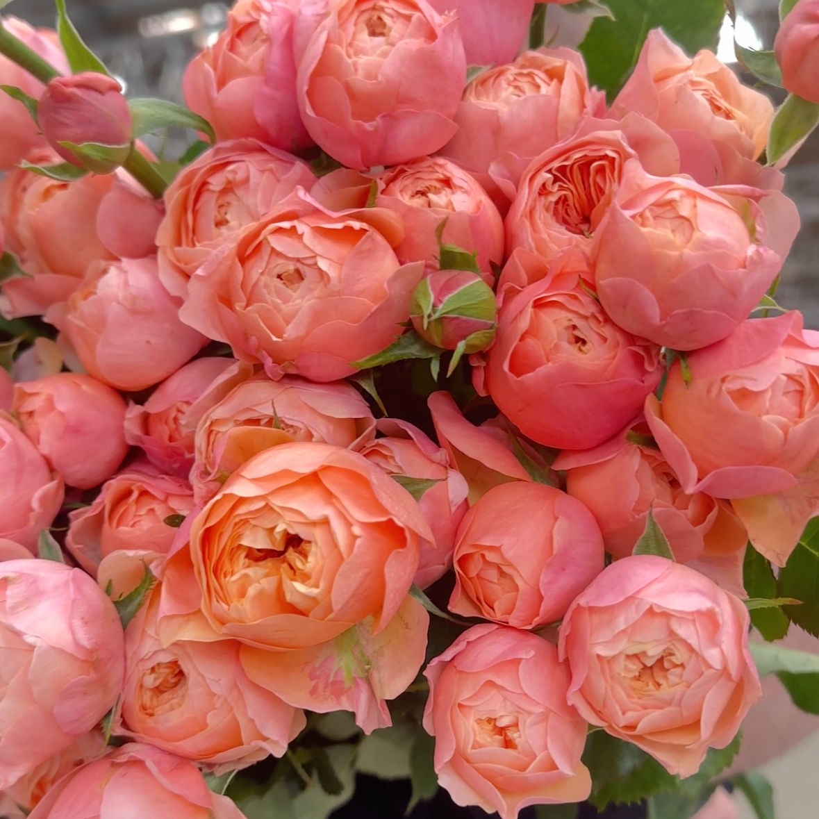 Роза кустовая пионовидная