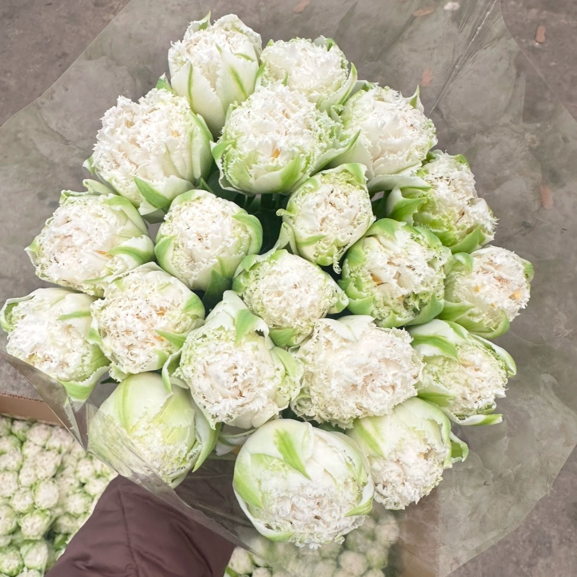 Тюльпаны пионовидные Сноу Кристал