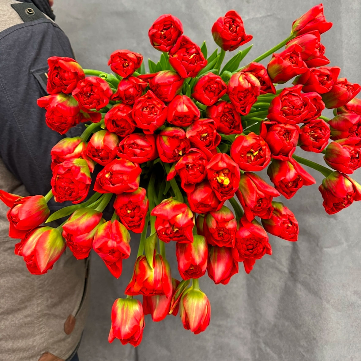 Тюльпаны пионовидные Женева