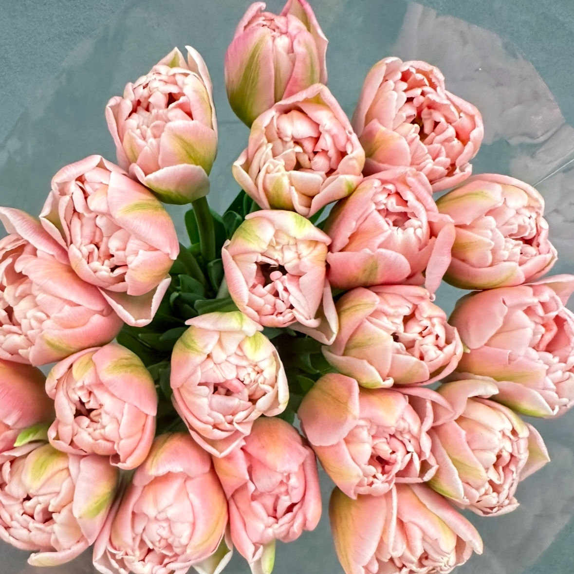 Тюльпаны предзаказ Пинк Мист