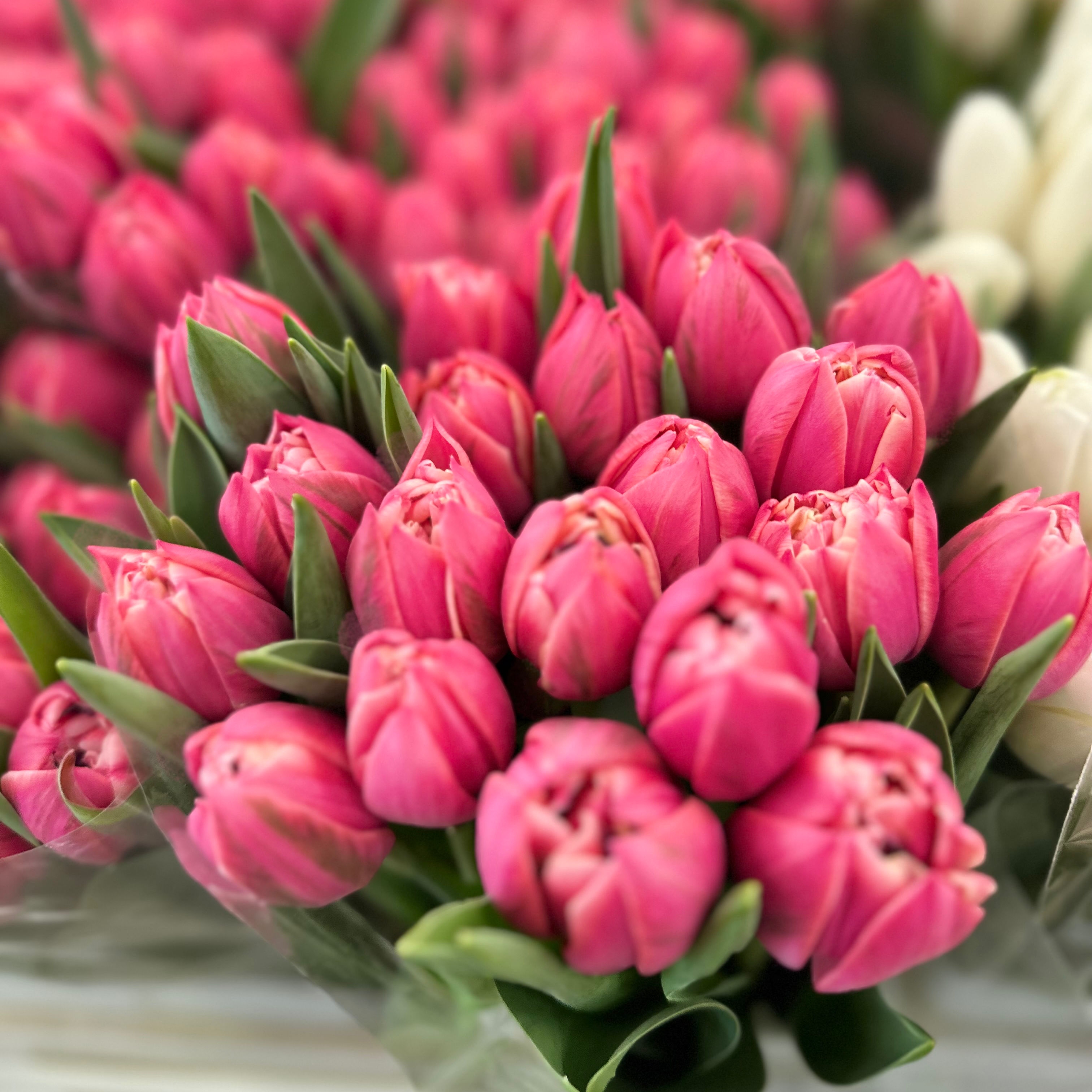 Тюльпаны пионовидные предзаказ