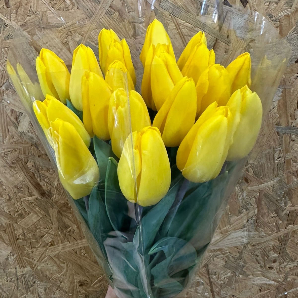 Тюльпаны гладкие