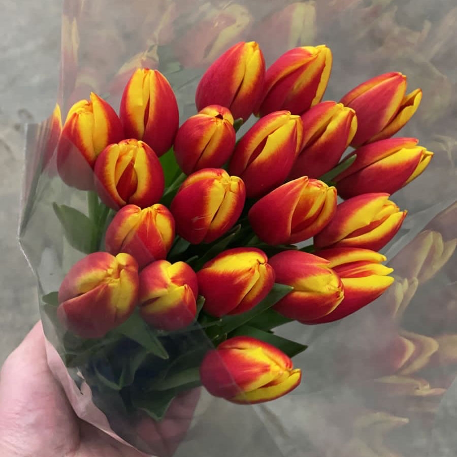 Тюльпаны гладкие