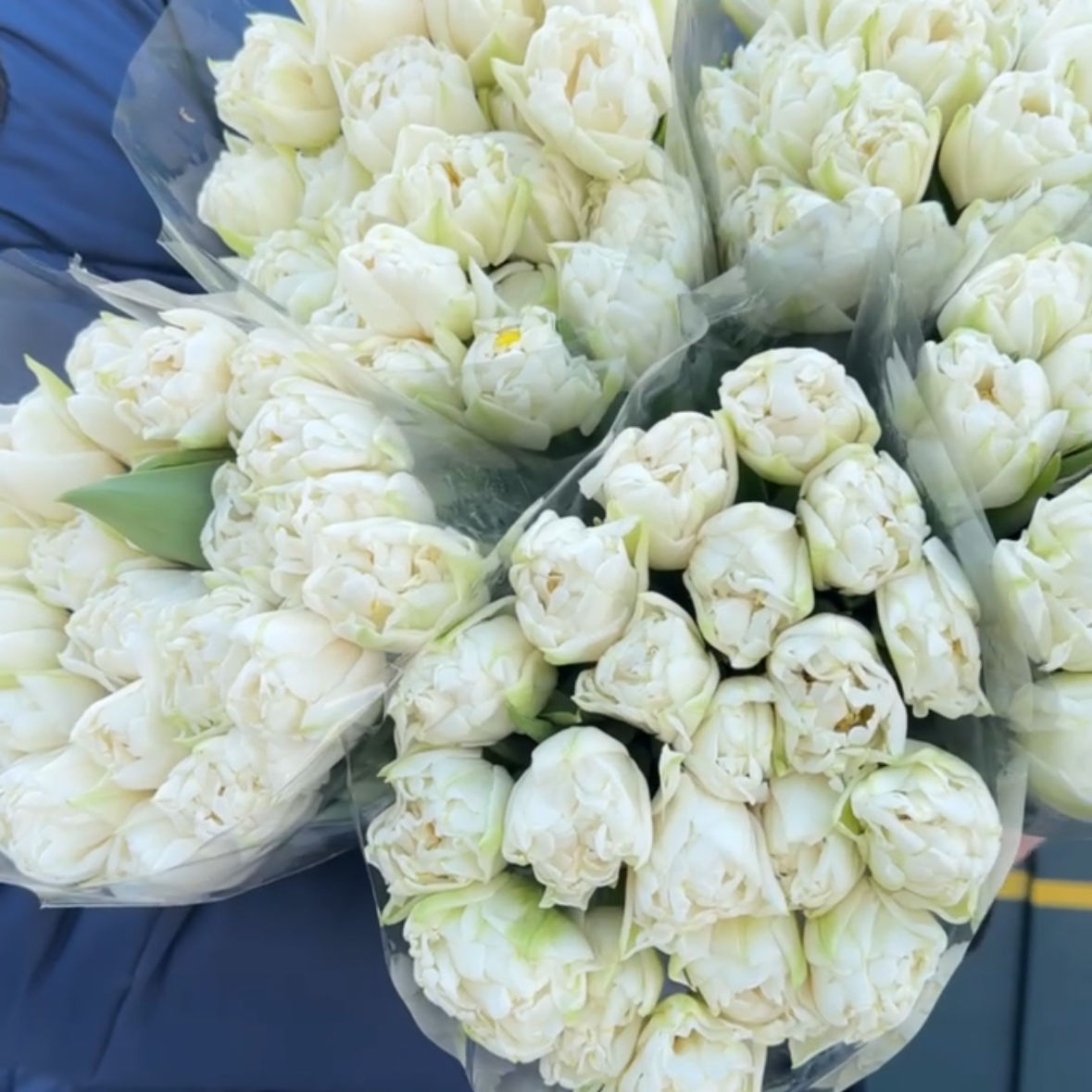 Тюльпаны пионовидные Нот Ком