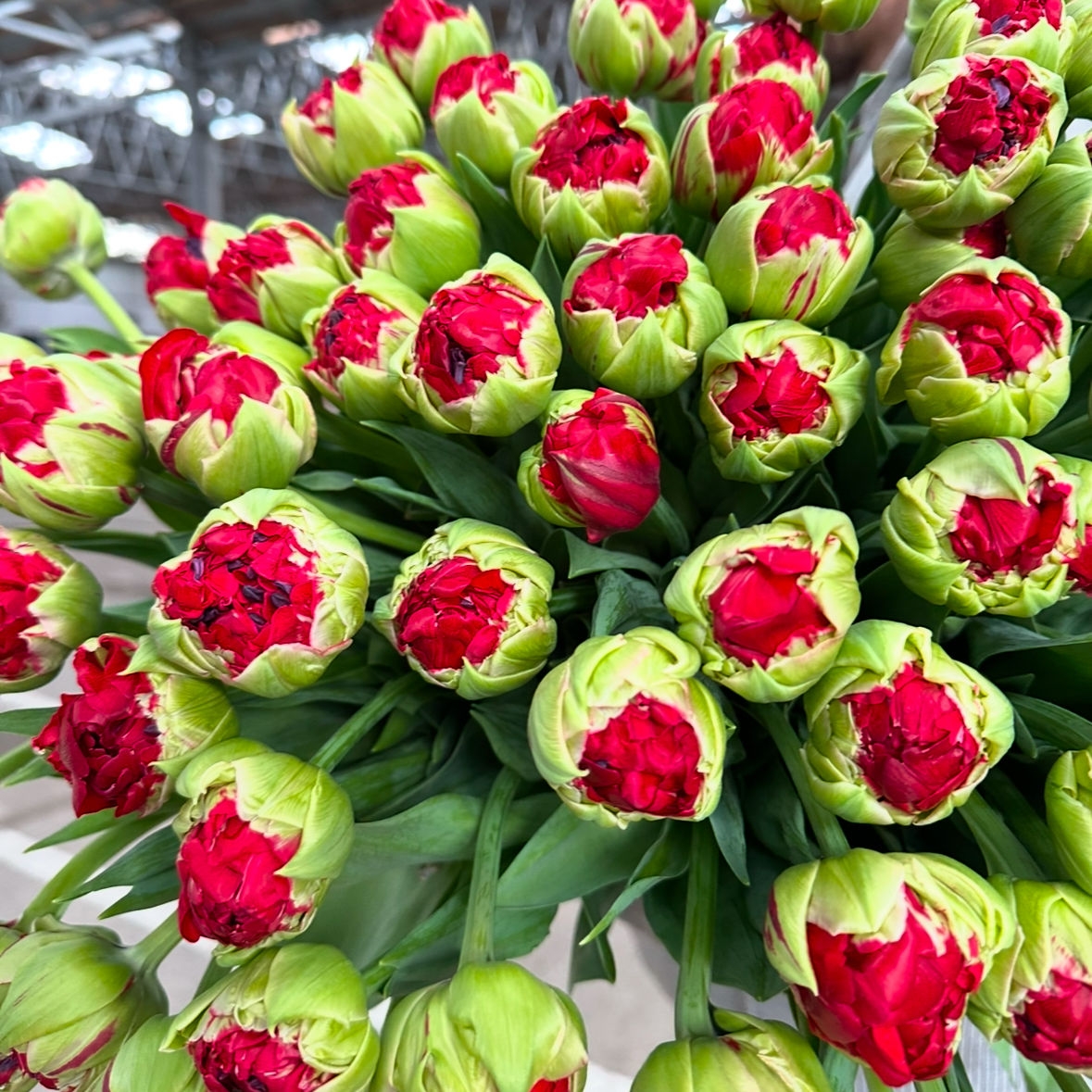 Тюльпаны пионовидные Кэшбек