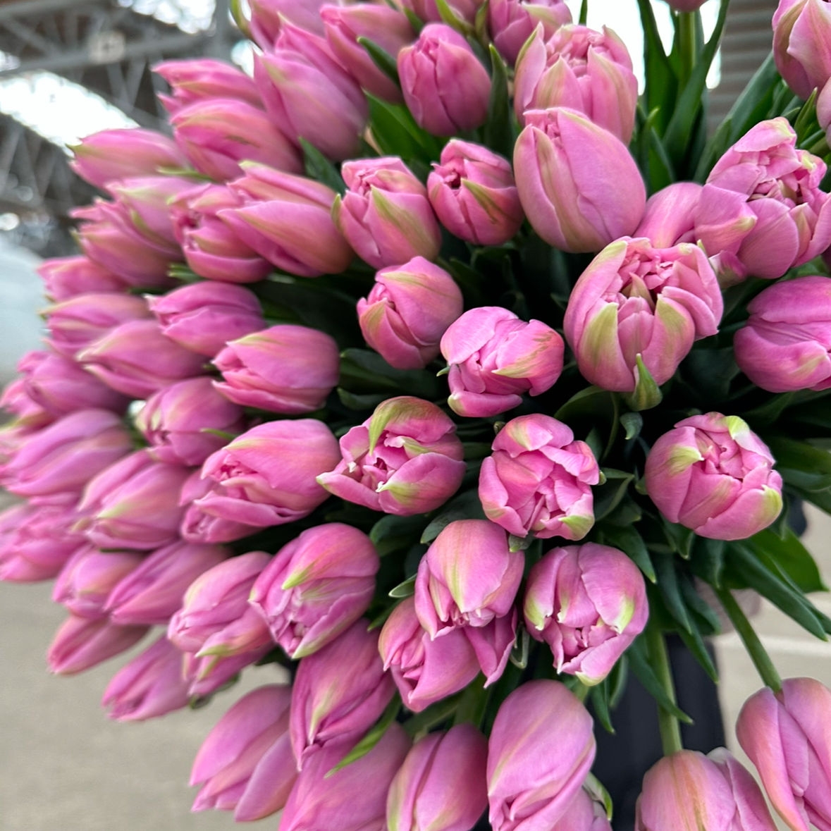 Тюльпаны пионовидные