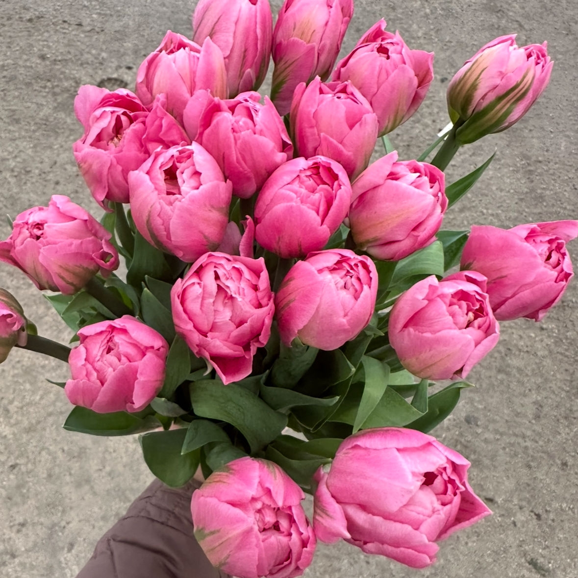 Тюльпаны пионовидные Дизерель