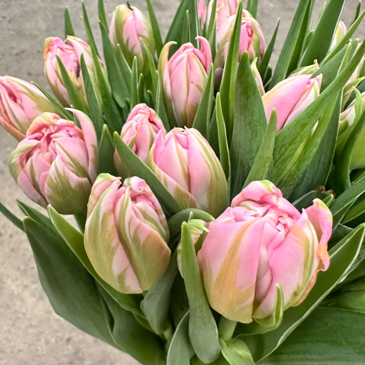 Тюльпаны пионовидные предзаказ