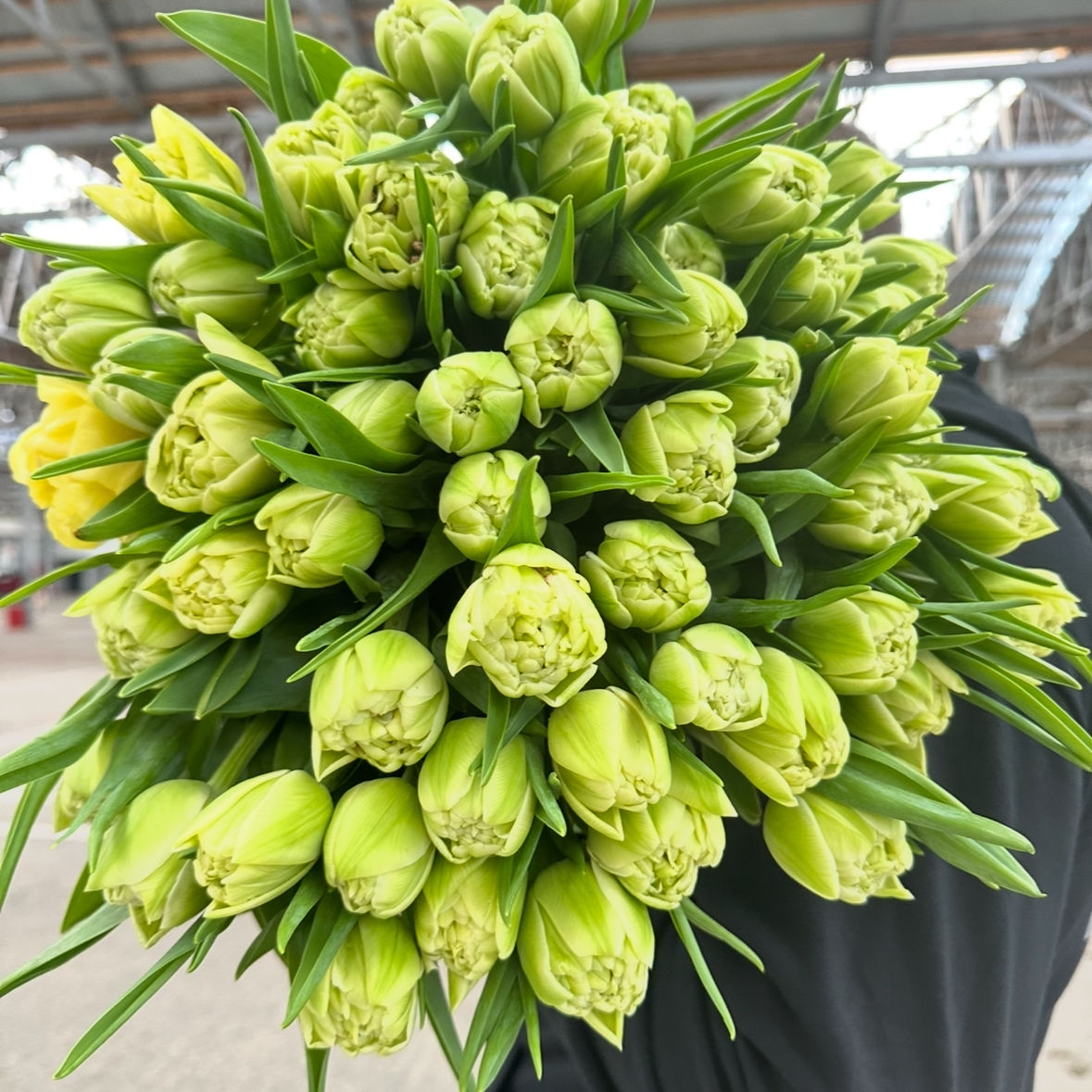 Тюльпаны пионовидные предзаказ Авангард