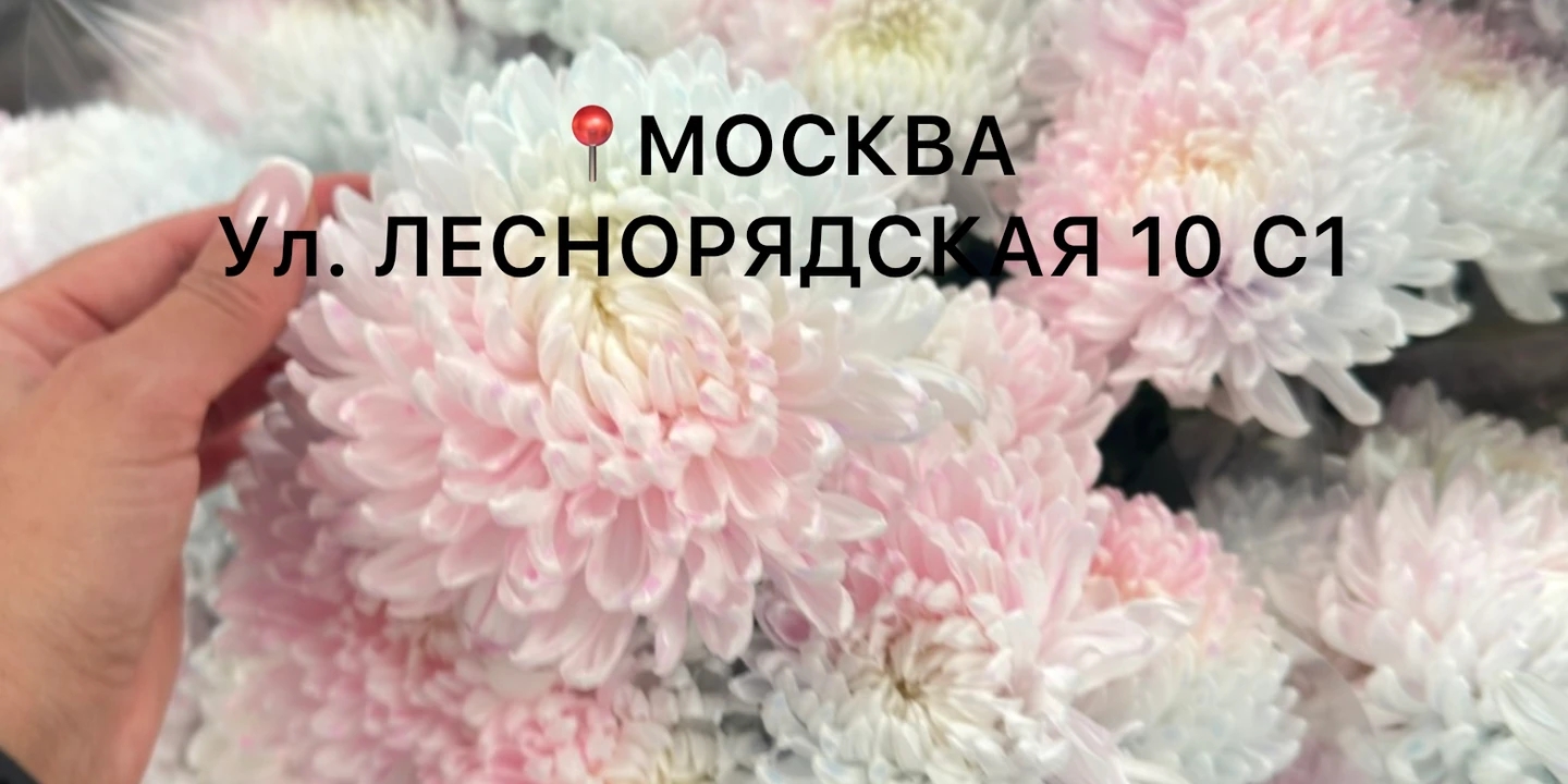 Хризантема Бабл Гам