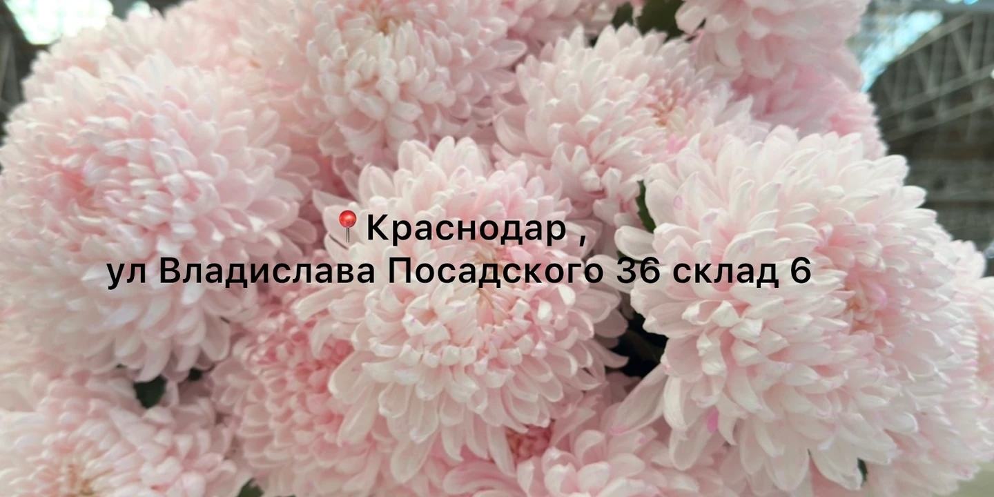 Хризантема Зефирка